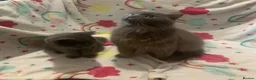 Scottish Fold cats for sale: Lovely & Energetic, Blue Scottish Straight Kitten! - Advert 14
