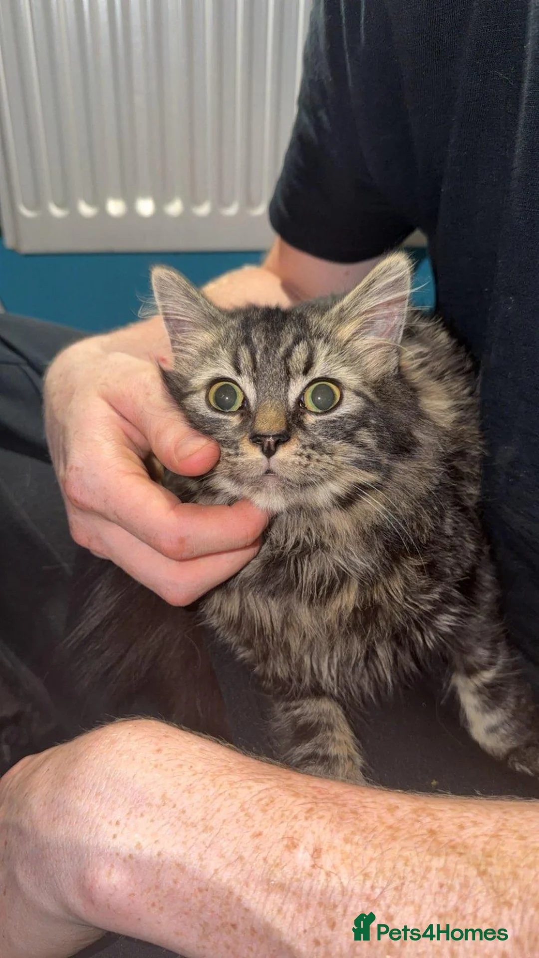 Mixed Breed cats for sale: 2 kittens - Advert 1