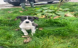 Border Collie dogs for sale: Playful pups - Image 3