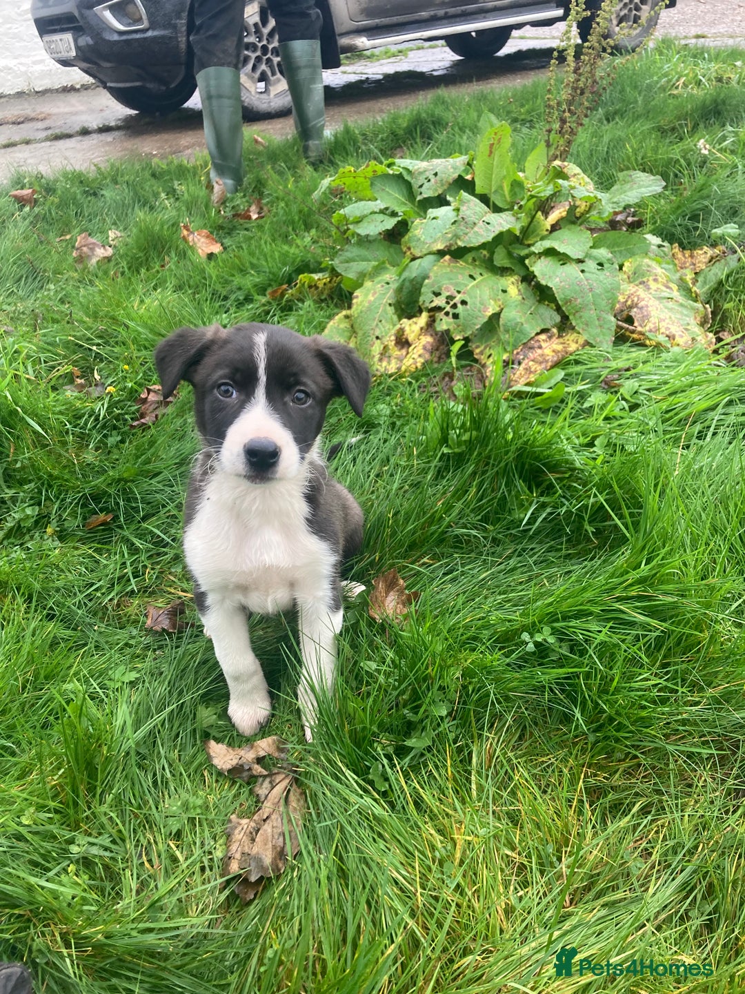 Border Collie dogs for sale: Playful pups - Image 3