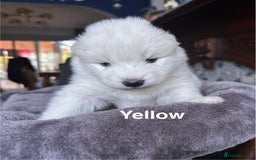 Samoyed dogs for sale: Samoyed Puppies — Ready to Reserve Now! - Image 8