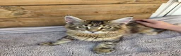 Maine Coon cats for sale: Maine Coon Kittens  - Advert 4