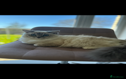 Ragdoll cats for sale: Our beautiful girl needs a new home!  - Image 4