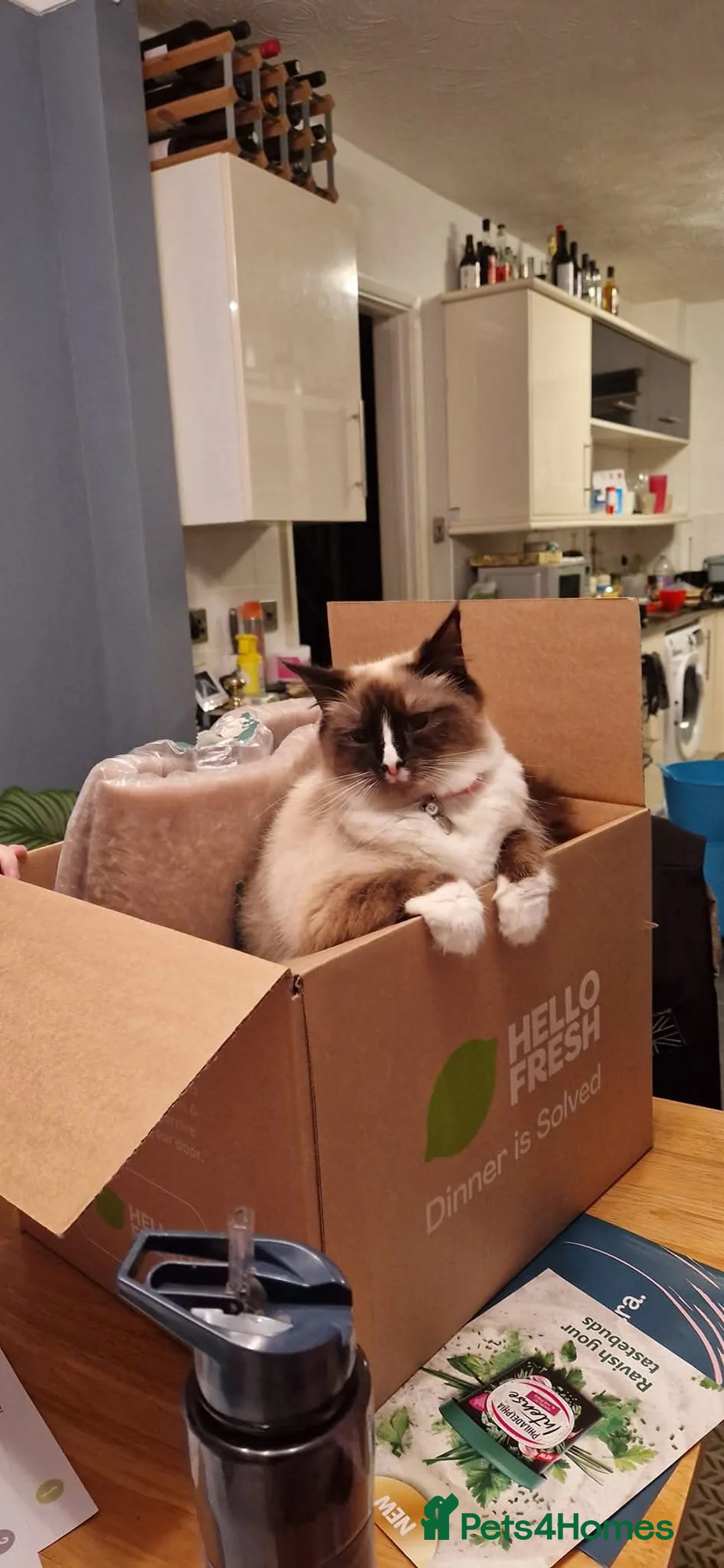 Ragdoll cats for sale: Ragdoll mum and 2 boys - adoption - Advert 3