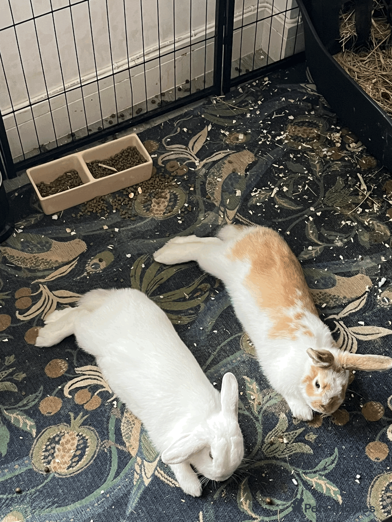 Mini Lop rabbits Mini Lop Eared Rabbit Siblings - Advert 3