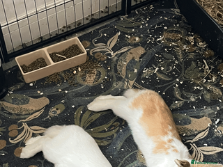 Mini Lop rabbits Mini Lop Eared Rabbit Siblings - Advert 3