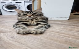 Maine Coon cats for sale: Maincoon cross domestic long hair, 11 months old - Image 2