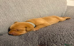 Labrador Retriever dogs for sale: Labrador Retriever Pups - Image 13