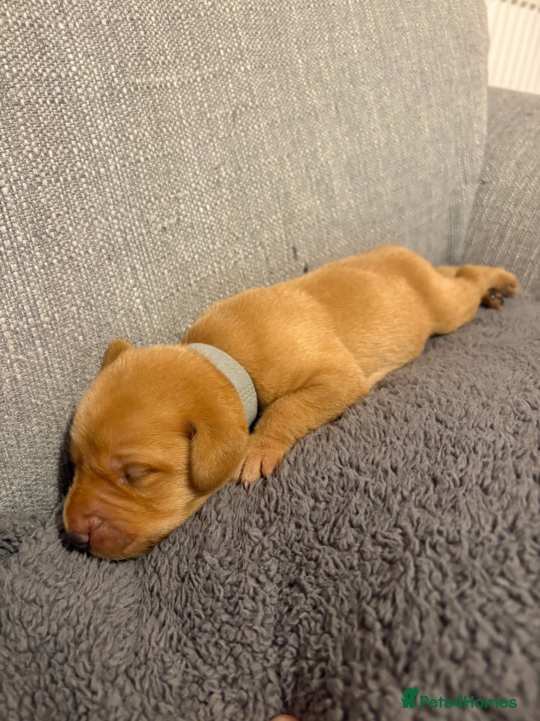 Labrador Retriever dogs for sale: Labrador Retriever Pups - Image 13