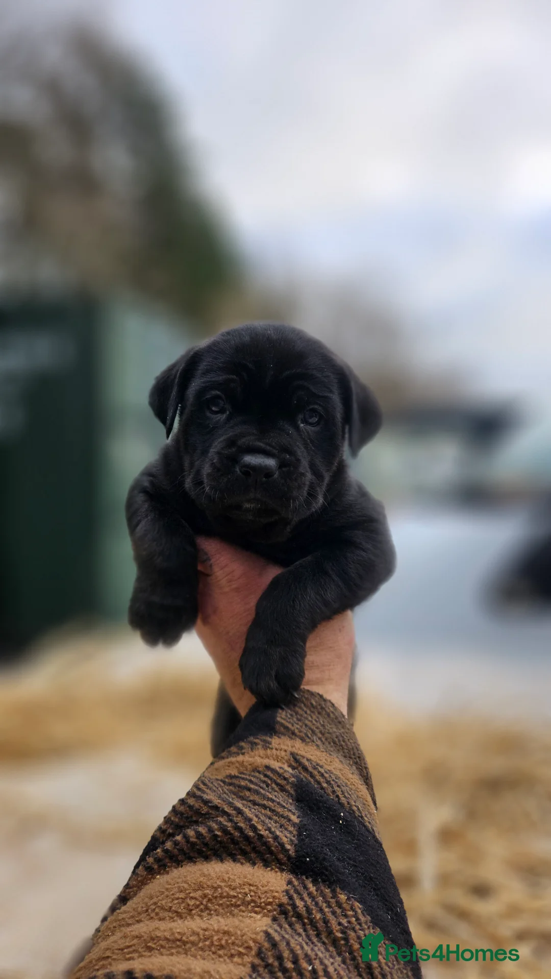 Mixed Breed dogs for sale: CaneWeiler Pupps - Advert 19