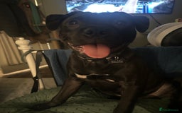 Staffordshire Bull Terrier dogs for sale: Max.  - Image 2