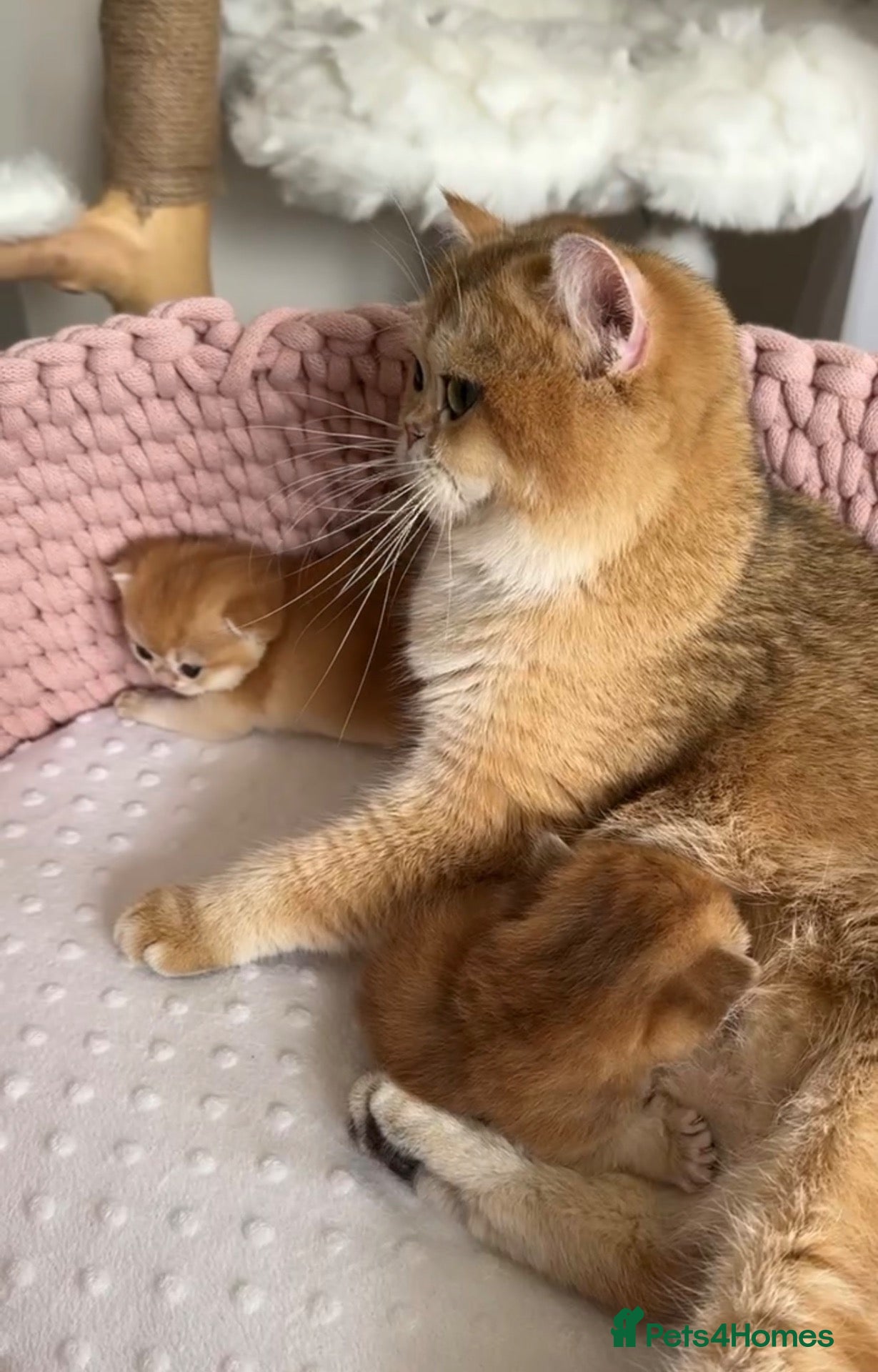 British Shorthair cats for sale: British Shorthair Teddy Bear 🧸 Golden kittens  - Advert 2