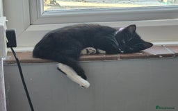 Mixed Breed cats for sale: X2 black and white 10 week old female kittens  - Image 6