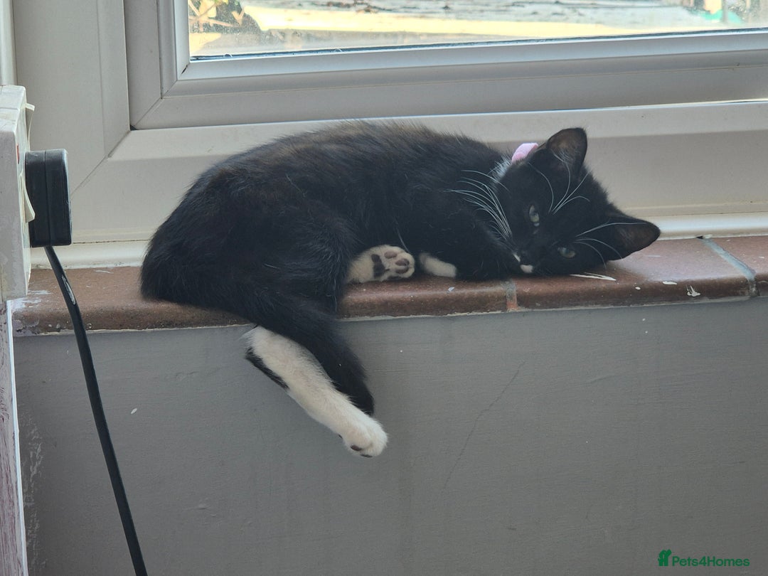 Mixed Breed cats for sale: X2 black and white 10 week old female kittens  - Image 6