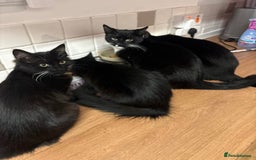 Domestic Shorthair cats for sale: Mother Cat & 2 Kittens - Image 5