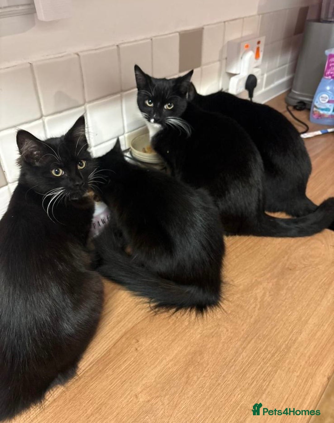 Domestic Shorthair cats for sale: Mother Cat & 2 Kittens - Image 5