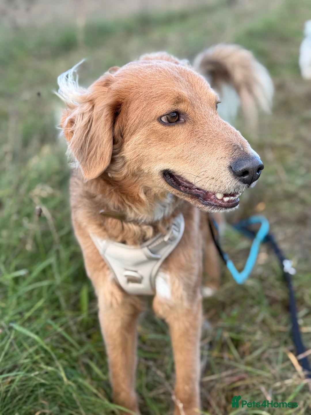 Mixed Breed dogs for adoption: Sweet Nathan Is looking for Love  - Image 26