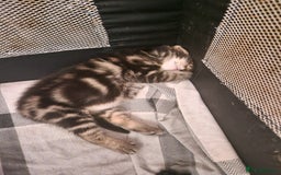 British Shorthair cats for sale:  Lovely 3 tabby male & 3 black female kittens. - Image 21