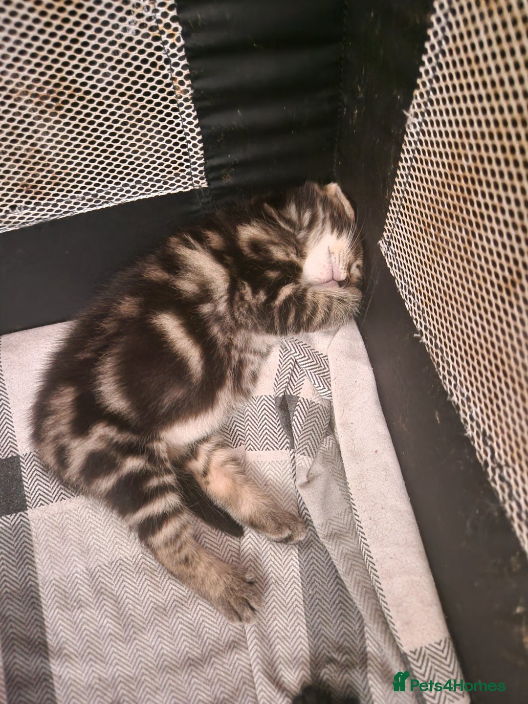 British Shorthair cats for sale:  Lovely 3 tabby male & 3 black female kittens. - Image 21