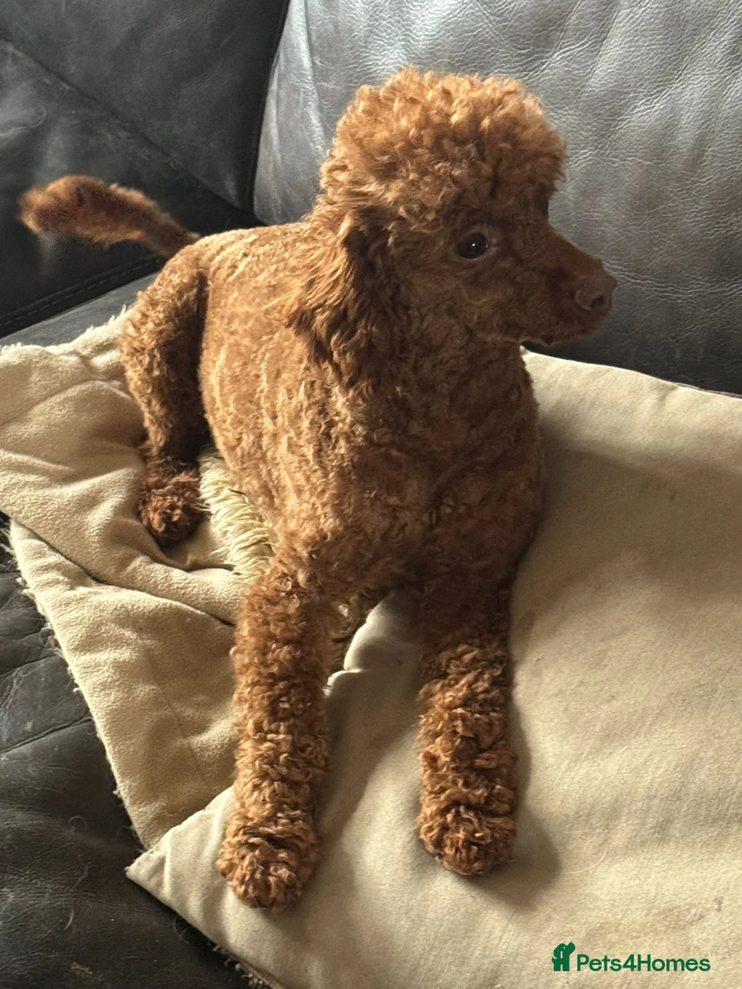 Toy Poodle dogs for sale: RED TOY POODLE MALE  - Advert 3
