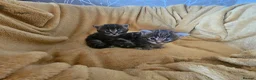 Maine Coon cats for sale: Maine Coon X kittens - Advert 5