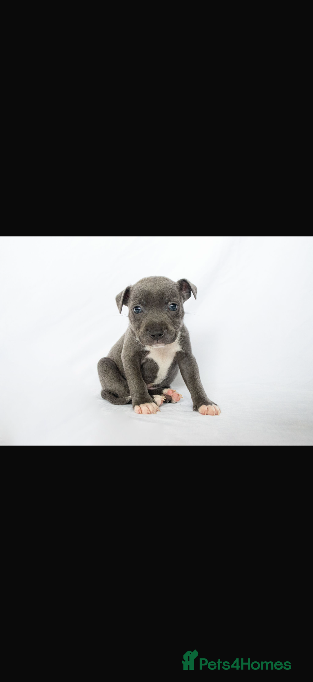 Staffordshire Bull Terrier dogs for sale: Female Staffy puppy  - Advert 2