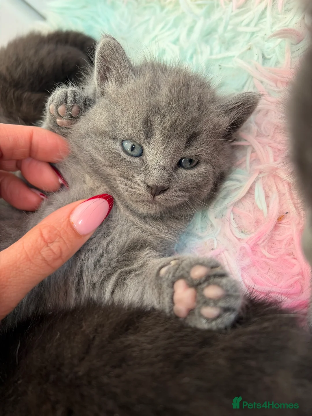 Scottish Fold cats for sale: 3 Scottish Fold Kittens 8 JUNE - Advert 1