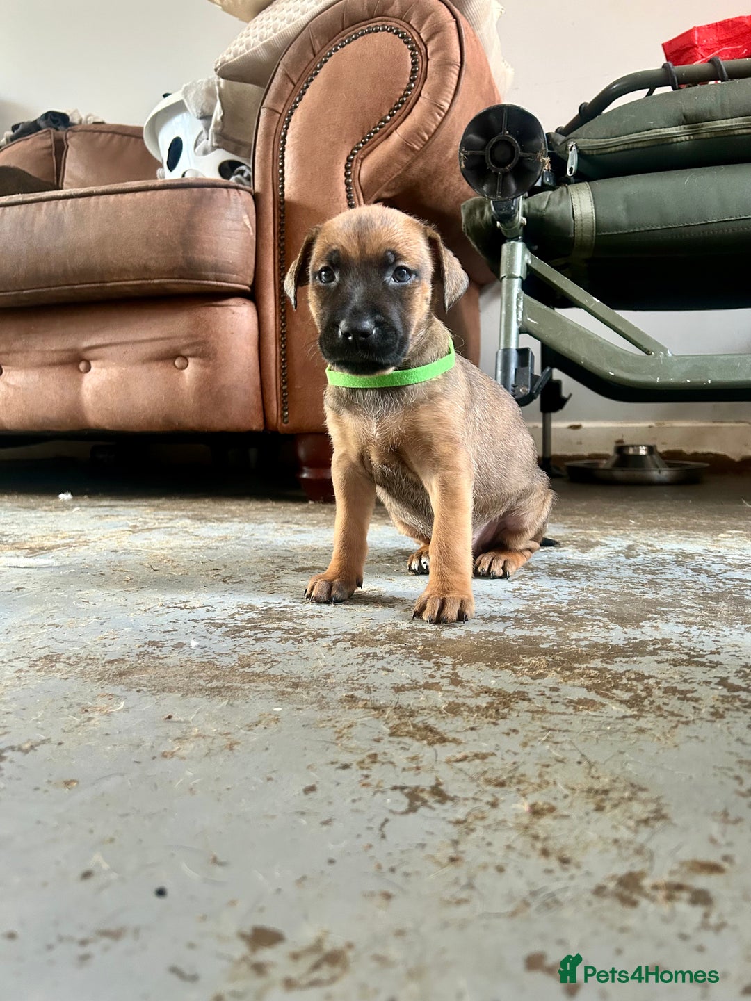 Mixed Breed dogs for sale: F1 bullherder puppies  - Image 6