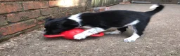 Border Collie dogs for sale: QUALITY BORDER COLLIE PUPPIES CHAMPION LINES in Cardiff - Advert 28