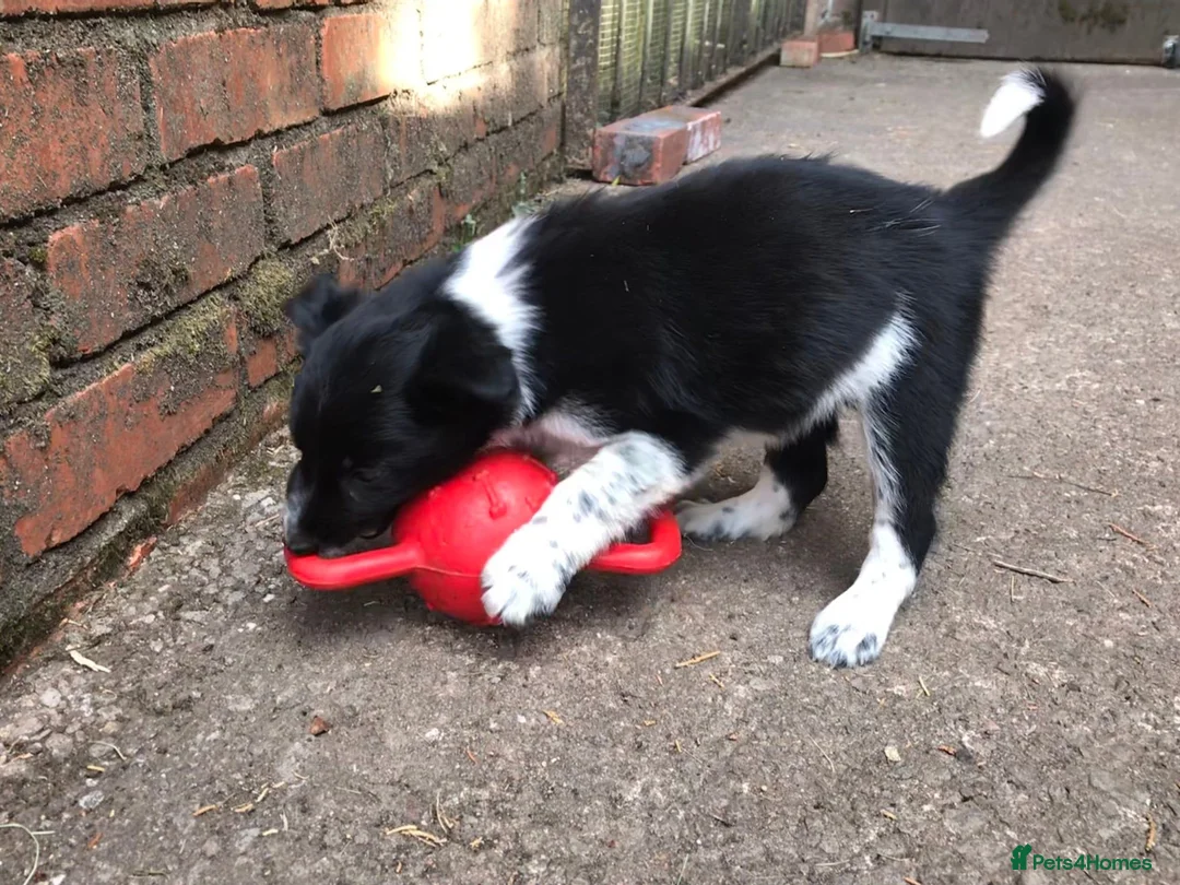 Border Collie dogs for sale: QUALITY BORDER COLLIE PUPPIES CHAMPION LINES in Cardiff - Advert 28