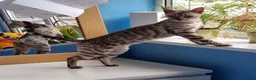 Bengal cats for sale: 12 month old female Bengal ready to leave - Advert 5