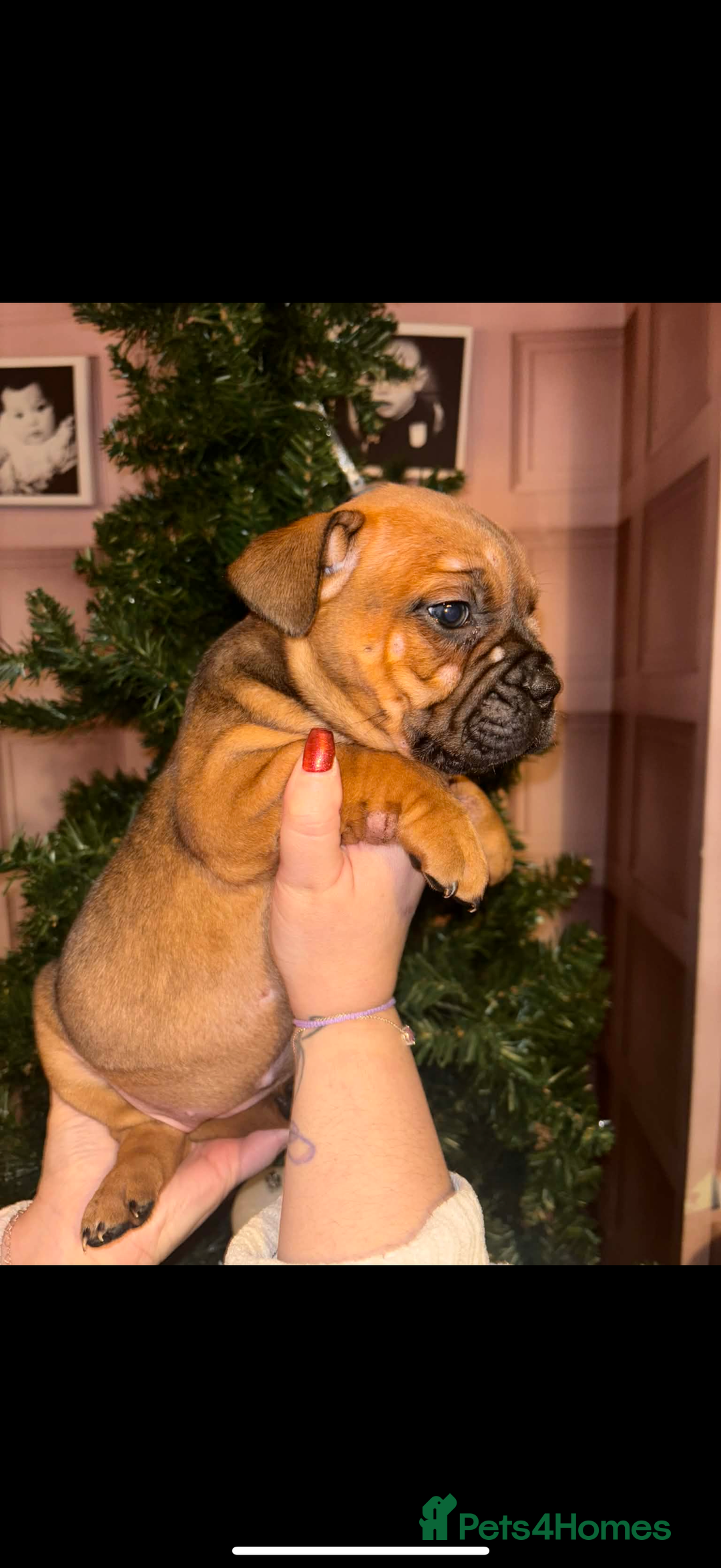 Mixed Breed dogs for sale: English bulldog x staff  - Advert 4