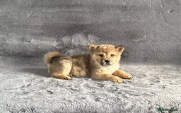 Siberian Husky dogs for sale: Stunning exotic colour chowsky puppies for sale  - Image 22