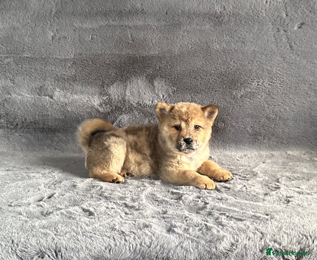 Siberian Husky dogs for sale: Stunning exotic colour chowsky puppies for sale  - Image 22