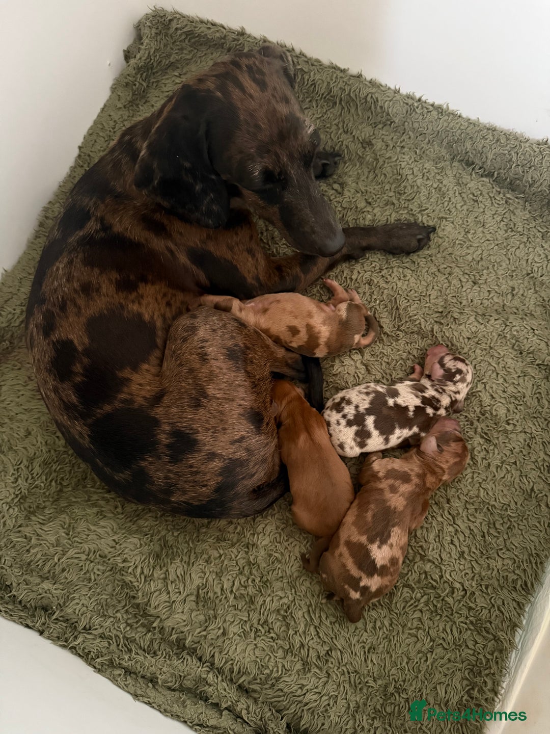 Mixed Breed dogs for sale: Beautiful 3/4 dachshund puppies - Image 7