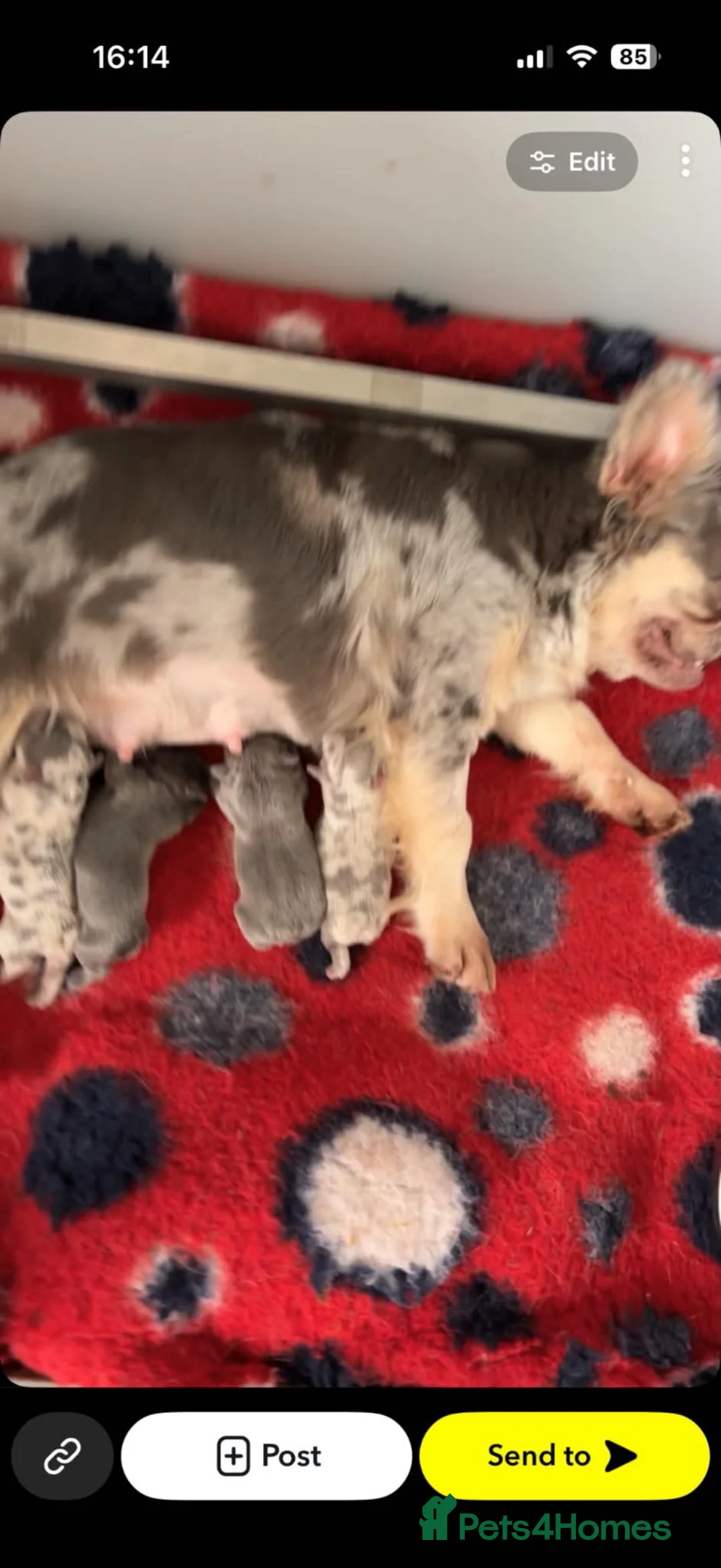 French Bulldog dogs for sale: Fluffy to fluffy  - Advert 2