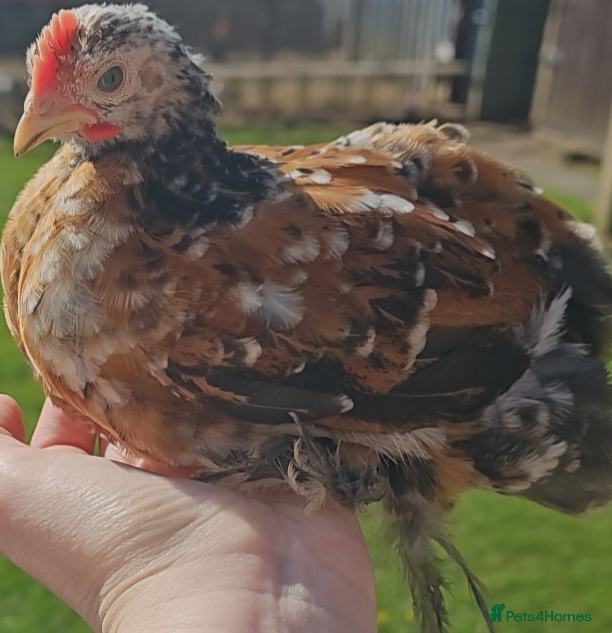 Chickens poultry 4 week old cockrels  - Advert 2