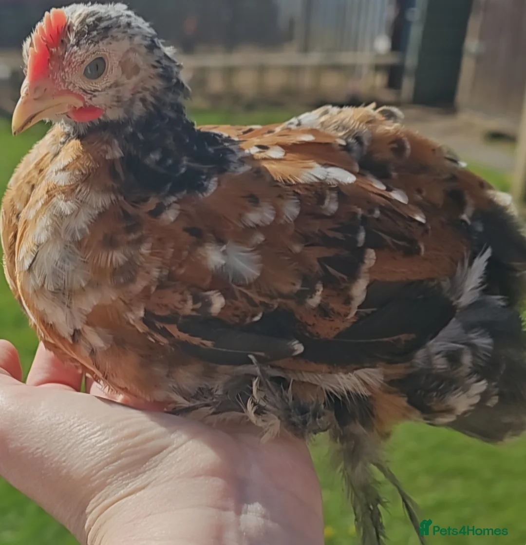 Chickens poultry for sale: 4 week old cockrels  in Ulceby - Advert 2