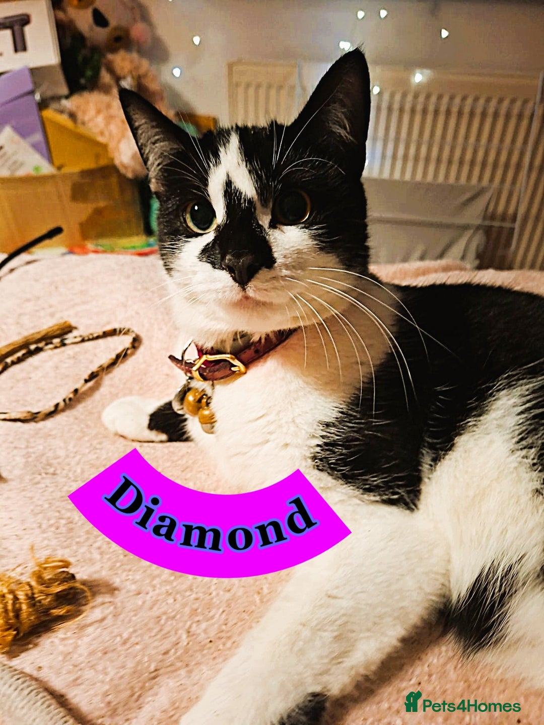 Mixed Breed cats for sale: Free to a Loving Home 2 Cats& 1 Kitten-Swansea - Advert 19