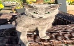 Russian Blue cats for stud: STUD ONLY Russian Blue Champion GCCF & TICA - Image 10