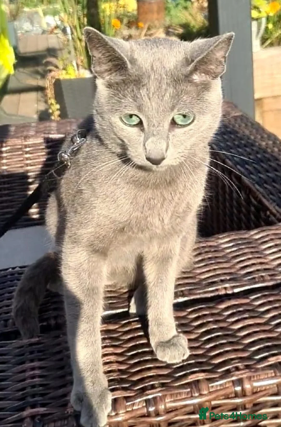 Russian Blue cats for stud: STUD Russian Blue CHAMPION GCCF & TICA - Advert 14