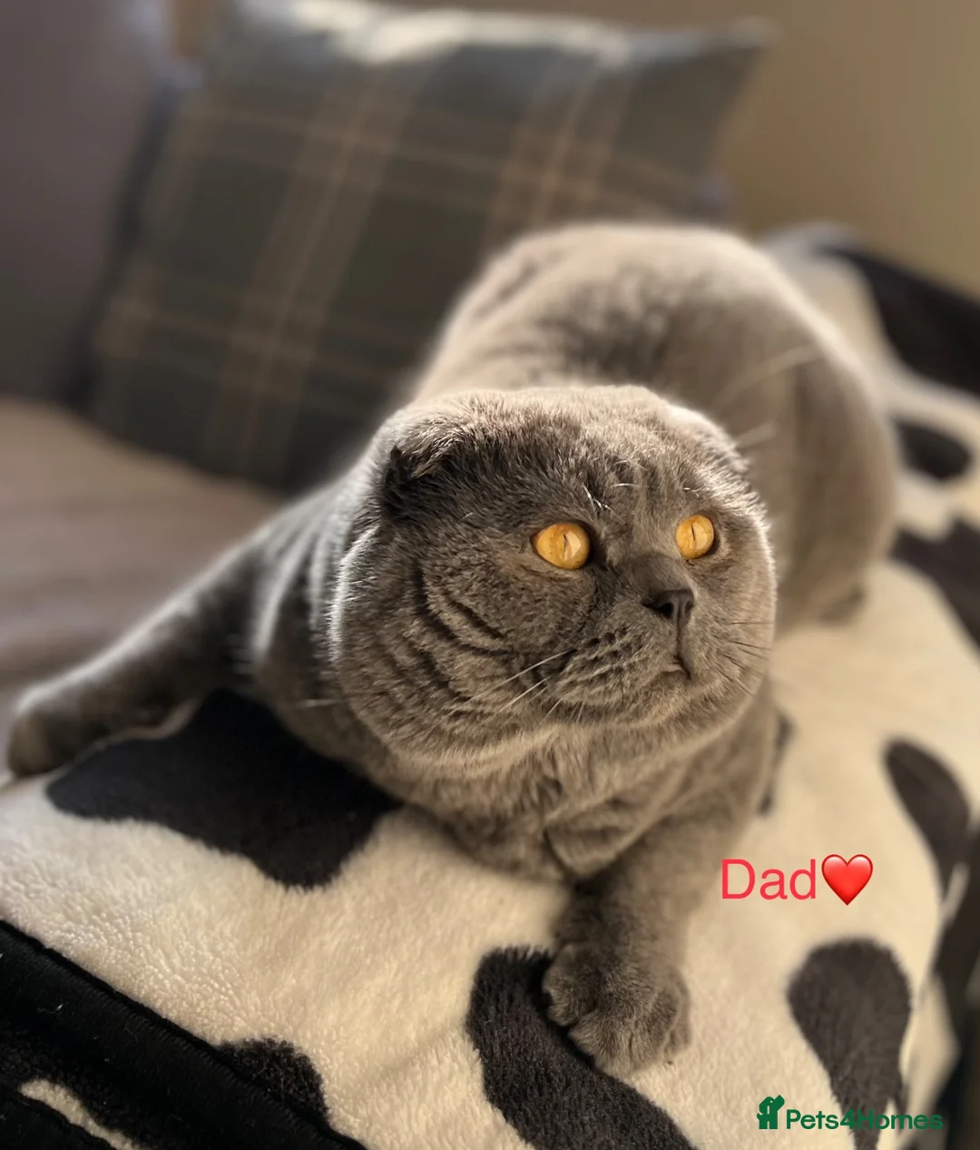 Scottish Fold cats for sale: Beautiful Scottish Fold and Scottish Straight 🐾 - Advert 25