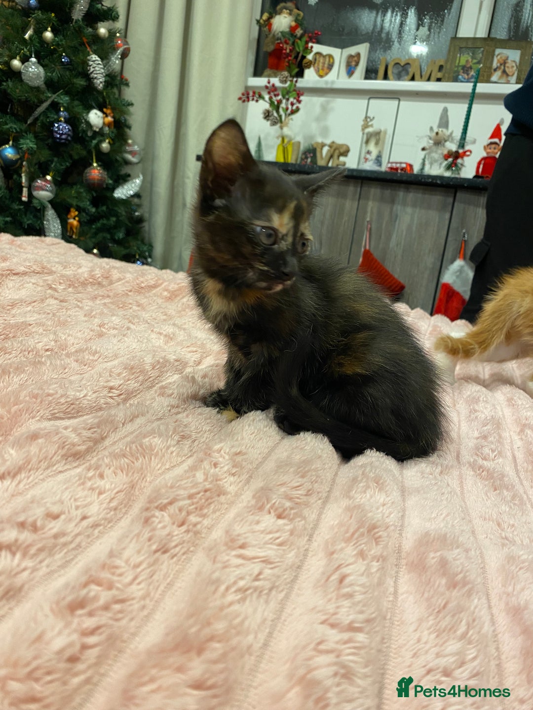 Mixed Breed cats for sale: 5 lovely kittens for sale - Advert 24