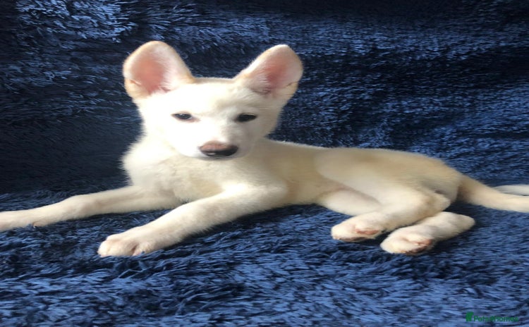 Japanese Akita Inu dogs - Advert 1