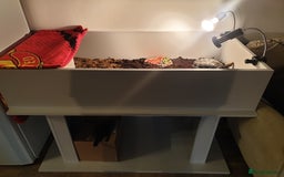 Tortoise reptiles for sale: Redfooted tortoise - Image 3