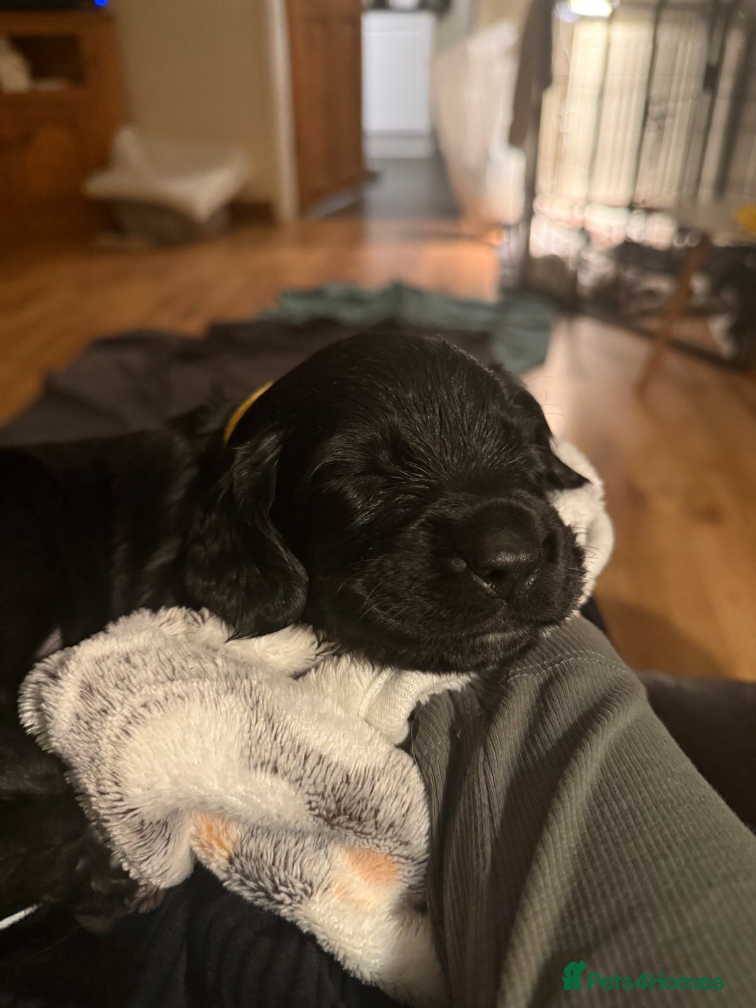 Mixed Breed dogs for sale: One off litter of Spangold Retrievers  - Image 8