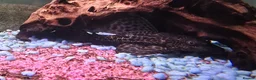 Plecos fish for sale: Common Pleco - Advert 1