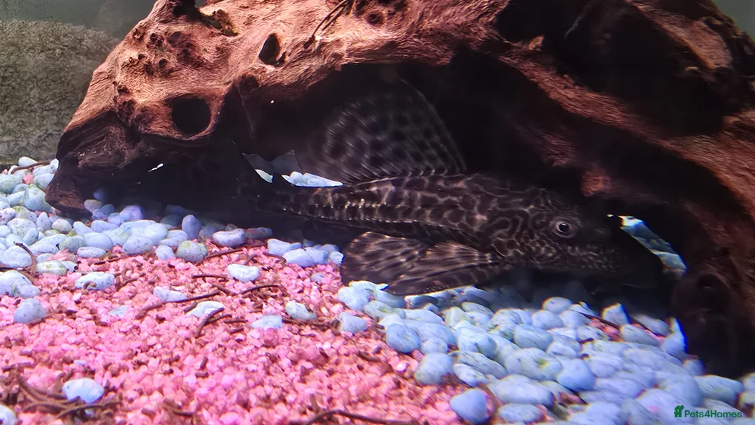 Plecos fish for sale: Common Pleco - Advert 1