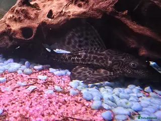 Plecos fish Common Pleco - Advert 1