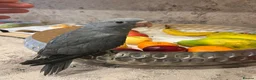 Ringnecks birds for sale:     Super Tame Hand Reared Babies £50 off today !  - Advert 40